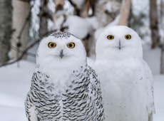 Фото Владимира Бойко «Хранители ледяной тундры». Белые совы — одни из самых крупных птиц в тундре