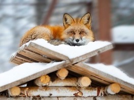 «На подушке из белого снега». Ямало-Ненецкий автономный округ